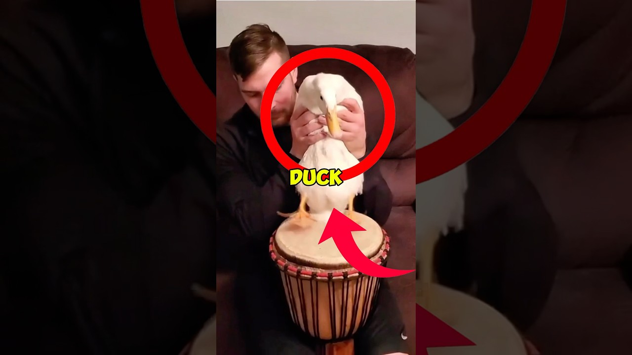 Funniest Duck Moments 