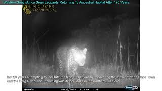 Western South Africa Sees Leopards Returning To Ancestral Habitat After 170 Years