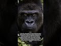 Focused Stillness in Male Gorillas and the Power of Their Attentive Gaze