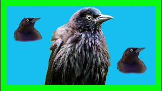 Common Grackle Bird Song, Call, Chirp, Voice - Zanate Norteño Canto - Quiscalus Quiscula
