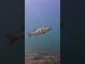 I'm being watched #underwatervideo #scubadive #perch #fishvideo