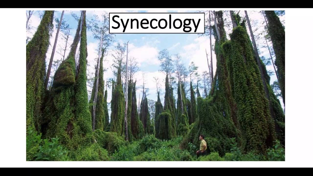 Week 1 1 Intro to plant ecology YouTube