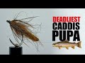 Caddis Pupa: The Easy Fly Pattern Every Beginner Should Know