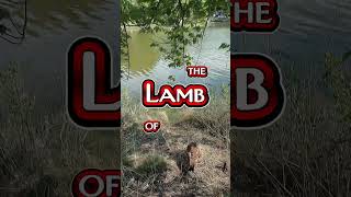 “Behold, the Lamb of God, who takes away the sin of the world!”John 1:29