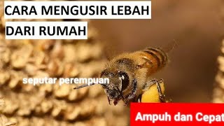 5 Effective Ways to Get Rid of Bees at Home
