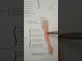 cutaneous Innervation of Radial nerve