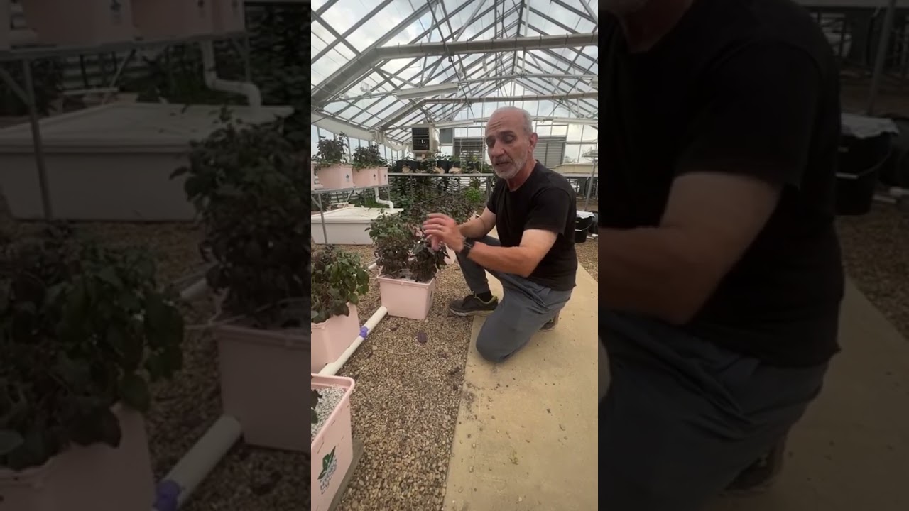 New Hydroponic Grow Media Experiment -  Mixing Vermiculite and Perlite 