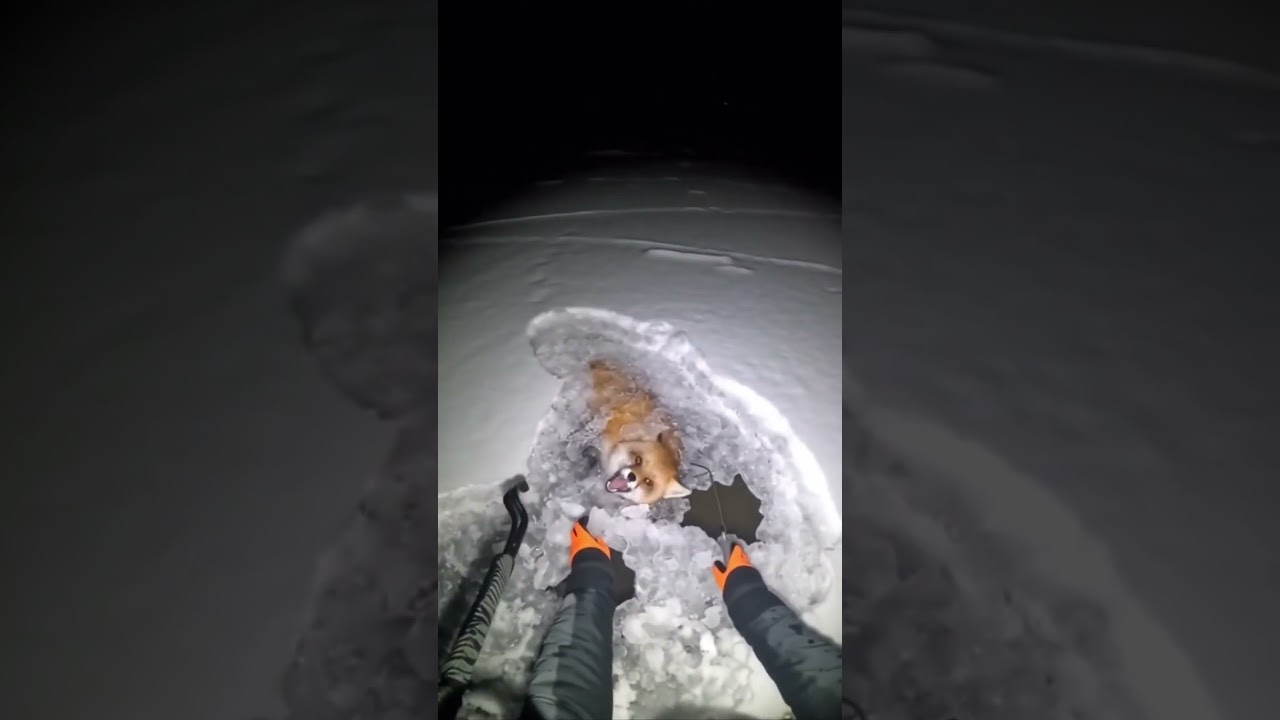 Fox Rescued From Ice-Crusted Ground ❄️🦊 | Wildlife Rescue Awareness 