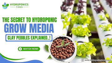 Why Clay Pebbles Are the Best Hydroponic Grow Media - Hydroponics Town