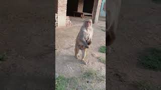 patli #kamariya #Bandariya #ki hy hy #funny #video
