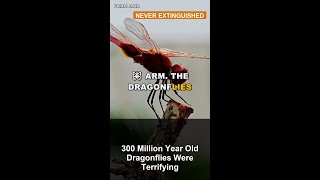300 Million Year Old Dragonflies Were Terrifying