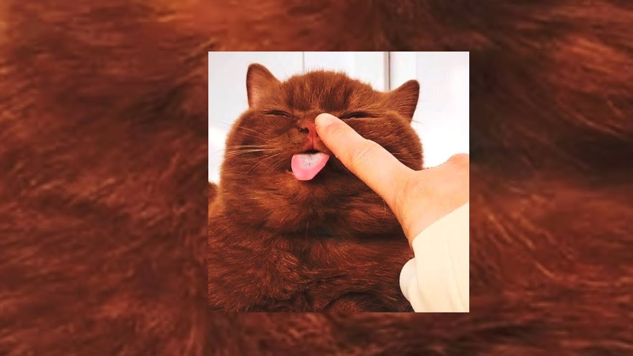 Pusa na ma-attitude: Cats Funniest Video 2021 (ep1) - Try Not To Laugh Series