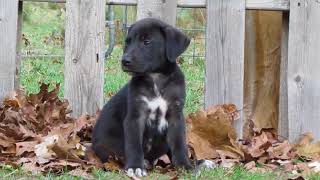 Great Pyredane ~ Dane/Pyrenees Hybrid ~ Journey 7 weeks