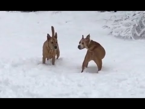 Dogs Playing in the Snow (super adorable!) - YouTube