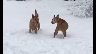 Dogs Playing In The Snow Super Adorable