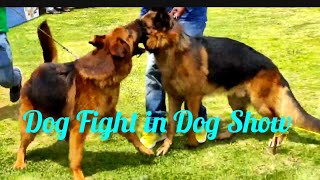 Dog fight in dog show | 2024 dog show in india | pulkit vamp german shepherd dog show 2024 by Dog Show World 94 views 3 months ago 4 minutes, 28 seconds