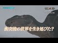 NHKスペシャル 恐竜超世界 in Japan PR動画