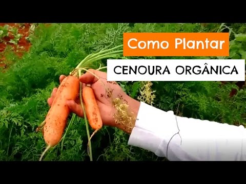 Vídeo: Remédios Populares Para A Mosca Da Cenoura (15 Fotos): Como Processar A Cenoura No Verão E Em Outras épocas? Como Regar Para Se Livrar Das Moscas Nos Canteiros?