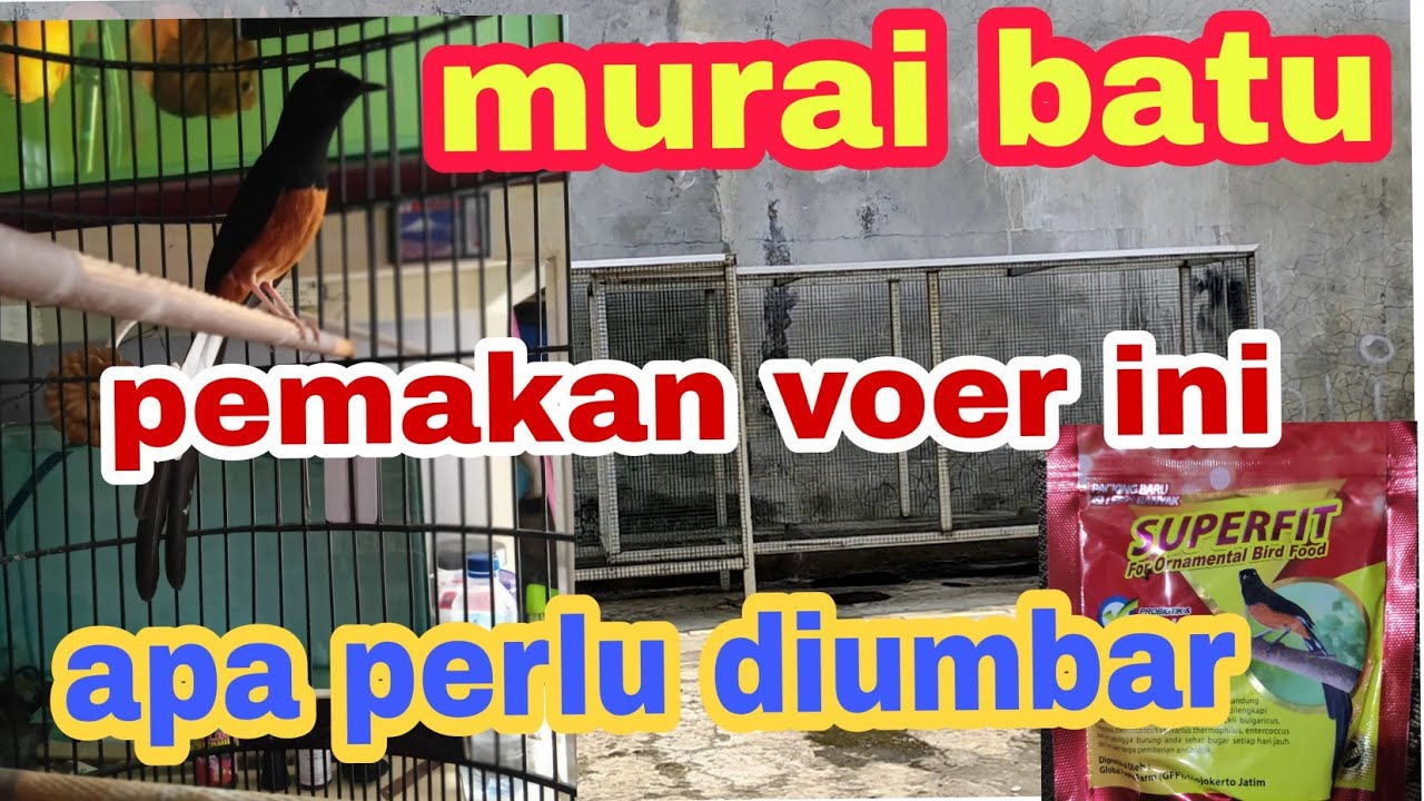 perawatan murai batu pemakan voer superfit apa perlu diumbar
