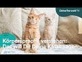 Körpersprache verstehen: Das will Dir Deine Katze sagen