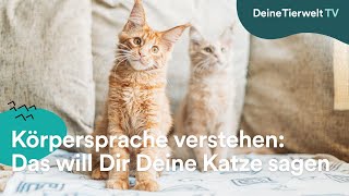 Körpersprache verstehen: Das will Dir Deine Katze sagen