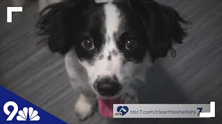 How to adopt a new pet | help 'Clear the Shelters'