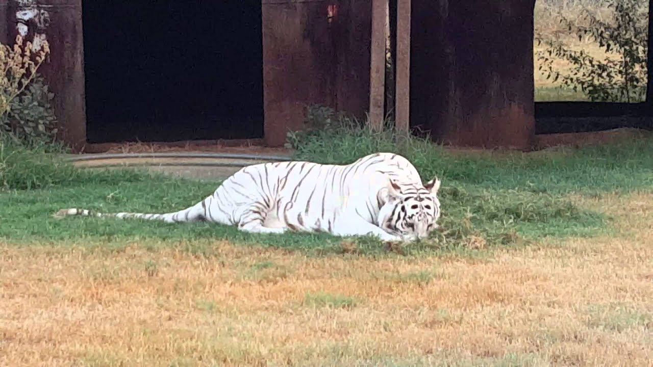 leopard print Bonnie the landscaper | TIGER PULLS GRASS OUT OF GROUND