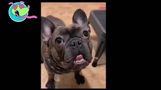 you🤣🤣 laugh you lose - Funniest Dogs and Cats Videos 😻 #56