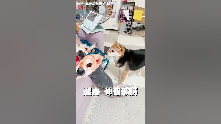 全都是主人在自作多情... @Truemii   #狗狗 #寵物 #柴犬 #shorts