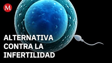 Crean óvulos potencialmente fecundables a partir de células de la piel humana