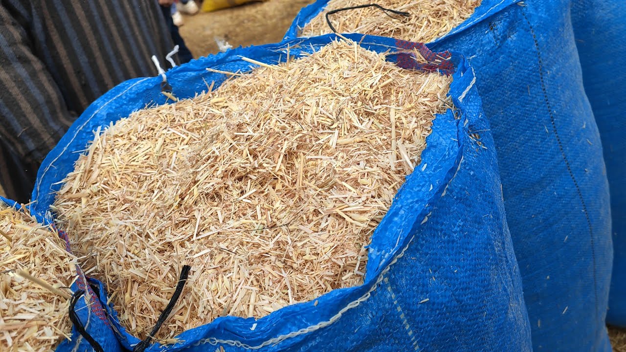 اتمنة الاعلاف،فصة،بال، تبن مطحون، كاوكاو،من سوق حد البروج اليوم 11/02/2024الله يحسن عون الكساب