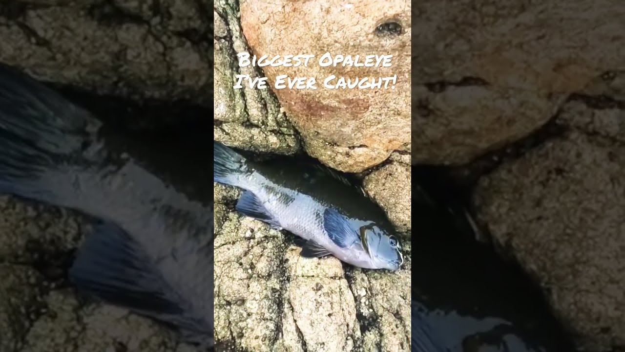 HUGEST Opaleye I’ve Ever Caught In Monterey Bay! :D 