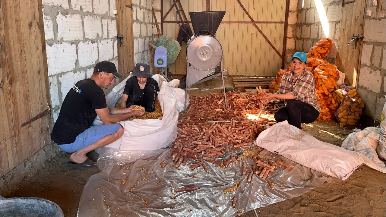 Заготівля сіна для відгодівлі бичків! Лущення кукурудзи!