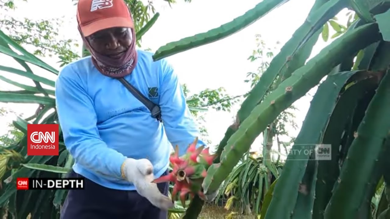 CNN In-Depth: Kisah Tani dari Banyuwangi