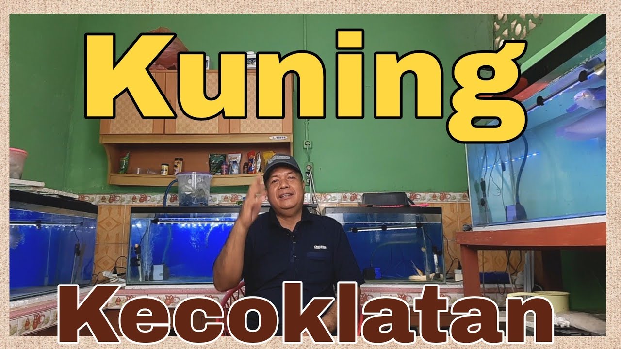 Air Kuning Kecoklatan di Aquarium Penyebab dan Solusinya