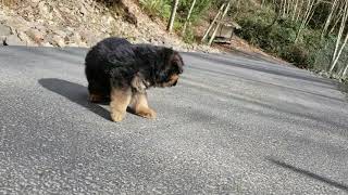 PuppyFinder.com : Looking for new friends