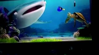 Download Lagu Turtle Talk With Crush Now Including Dory And Friends @ Epcot MP3 Download Lagu Turtle Talk With Crush Now Including Dory And Friends @ Epcot MP3