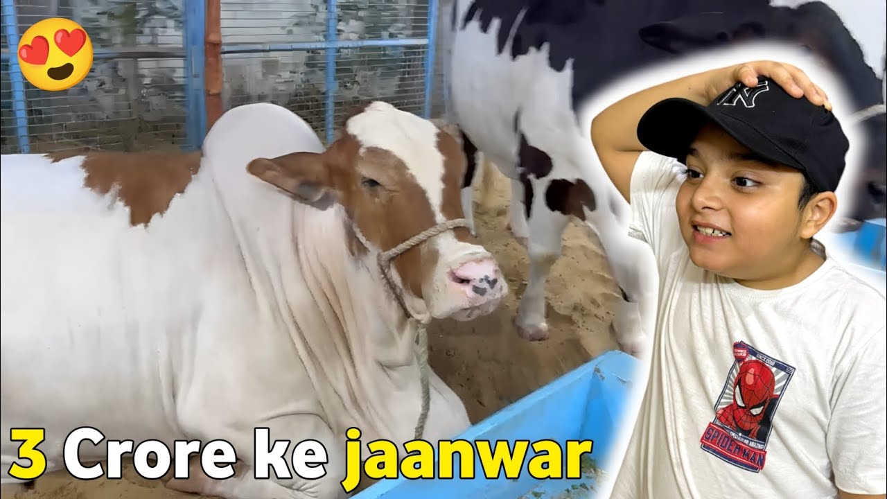 Qurbani ke 3 Crore ke jaanwar 🐄😍 | Faizyy Vlogz