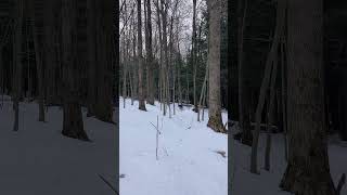 Wintertime Forest Zoomies on the Earl Cardot Eastside Overland Trail, Chautauqua County NY #716 #wny