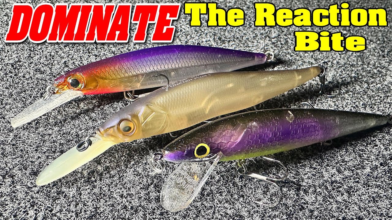 The DOMINANTE Reaction Bait YouTube