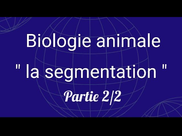 cour ba : la segmentation partie 2/2 snv l1