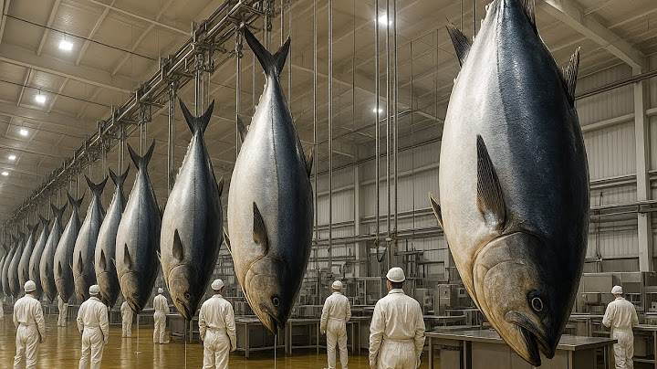 Cómo Los Pescadores Capturan Y Crían Atunes Gigantes | Procesamiento Y Enlatado De Atún