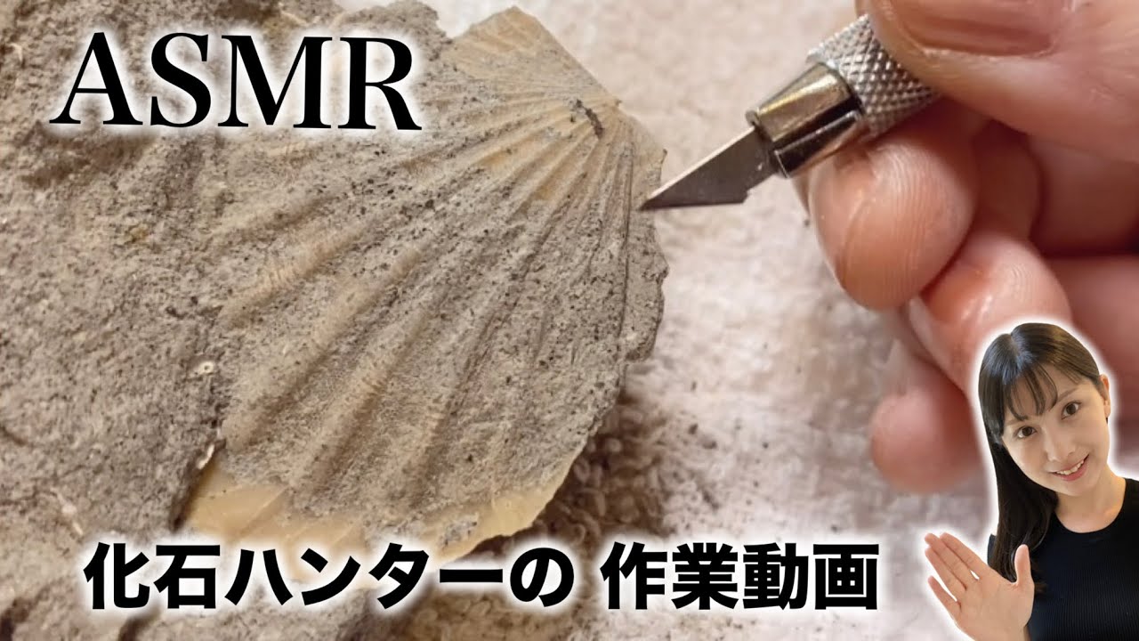 【ASMR】化石クリーニング 1700万年前のホタテを掘る！ fossil cleaning 【作業用 睡眠用】