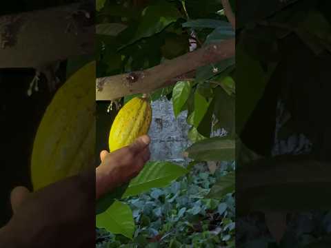 Video: Kakavos medis. Kur auga kakavmedis? kakavos vaisius