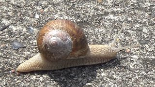 Helix pomatia Schnecke. Two snails, one to the right and one to the left.