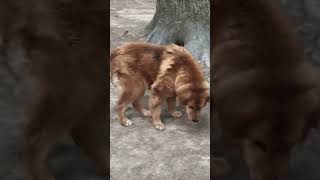 Gaddi dog #partydog #gandi dog#Khubsurat dog #like subscribe #viralvideo #trend #viral #song