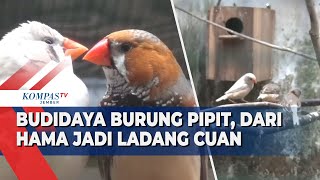 Download Lagu Dari Hama Sawah Jadi Ladang Uang, Petani Muda Sukses Ternak Burung Pipit MP3