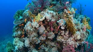 Mozaik Reviews The Kraken 8000 Lights Test Footage