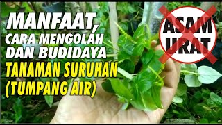 MANFAAT, CARA MENGOLAH  DAN BUDIDAYA TANAMAN SURUHAN (TUMPANG AIR)