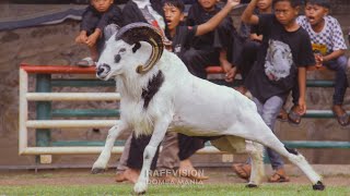 MOMENT KONTES DOMBA DAN JOGED BERSAMA || MAJALENGKA🐏💃🏻